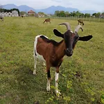 Ferma Gold